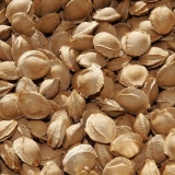 Kako posaditi sjemenku kajsije